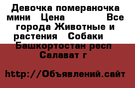 Девочка помераночка мини › Цена ­ 50 000 - Все города Животные и растения » Собаки   . Башкортостан респ.,Салават г.